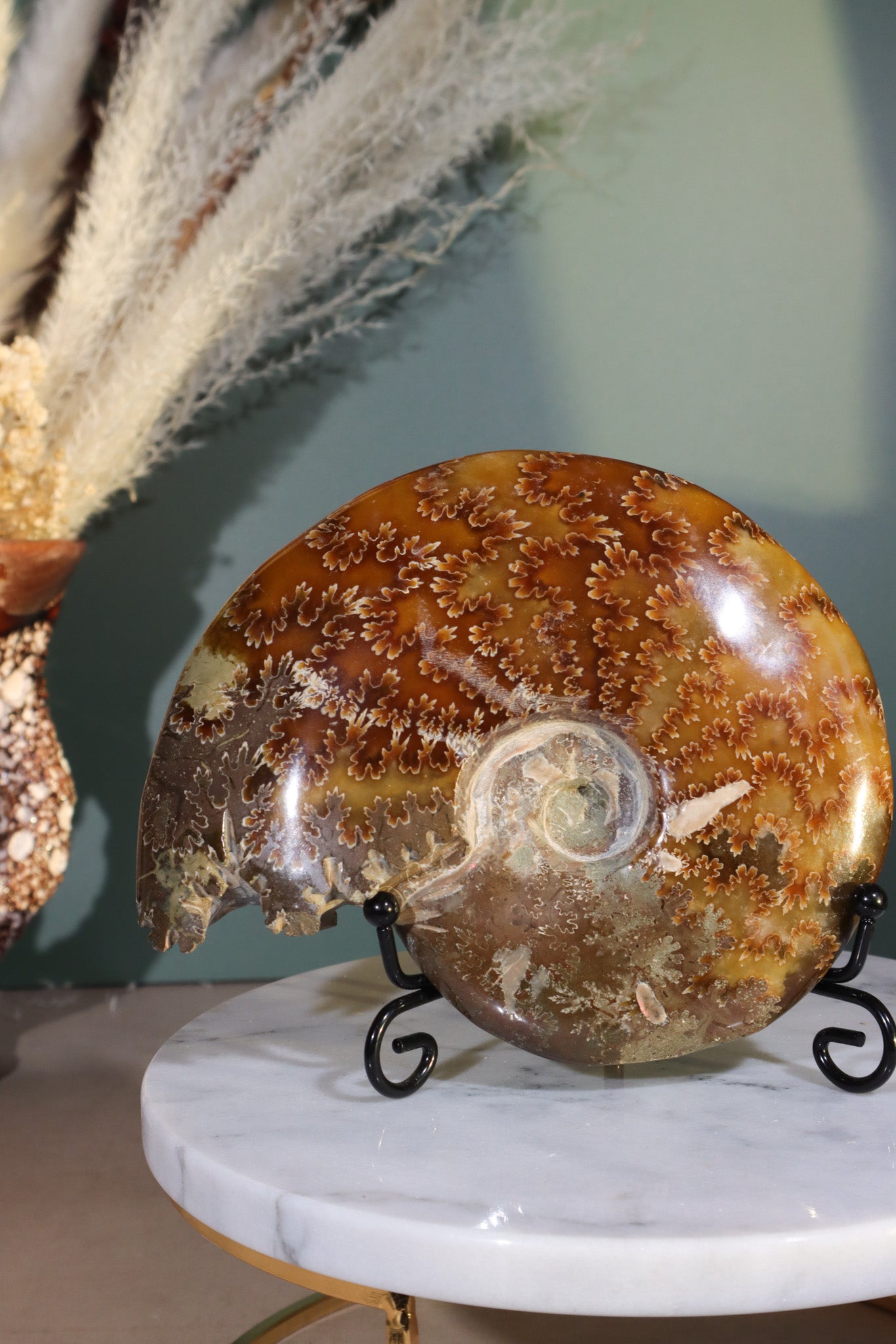 Ammonite