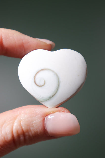 Shiva Shell Hearts - Higher Consciousness/Wisdom Hearts Tali & Loz